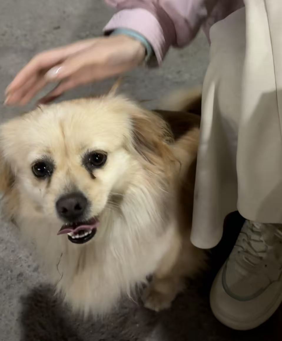 狗狗的头像-狗狗博客